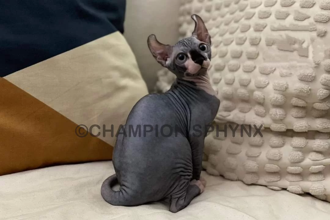 elf-cat-for-sale