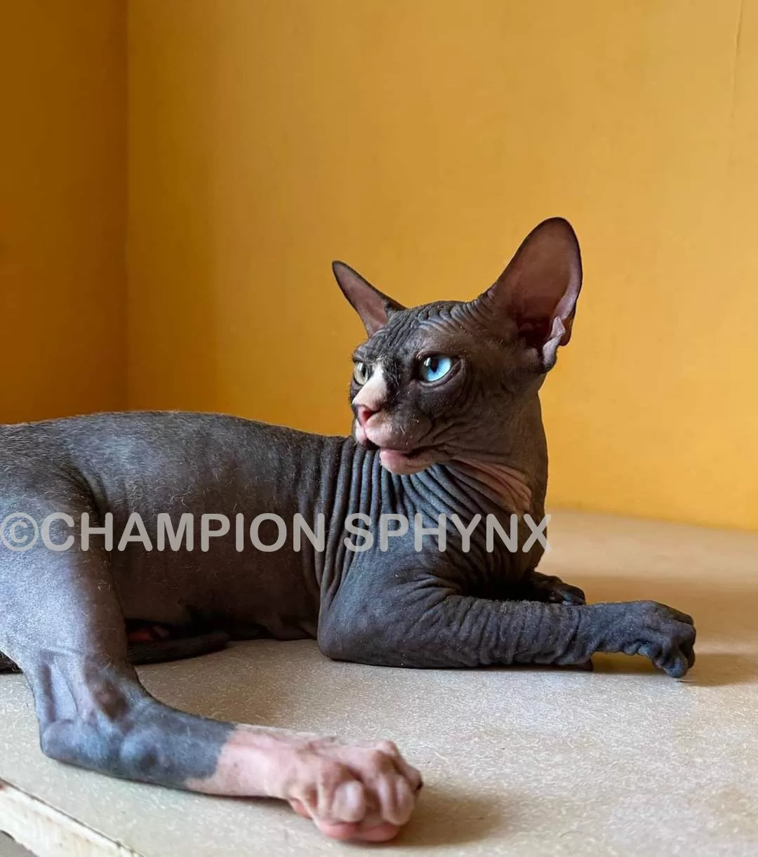sphynx-cat-for-sale