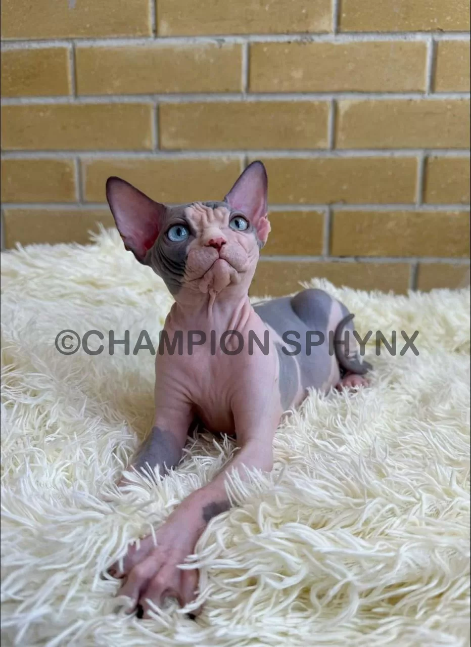 sphynx cat