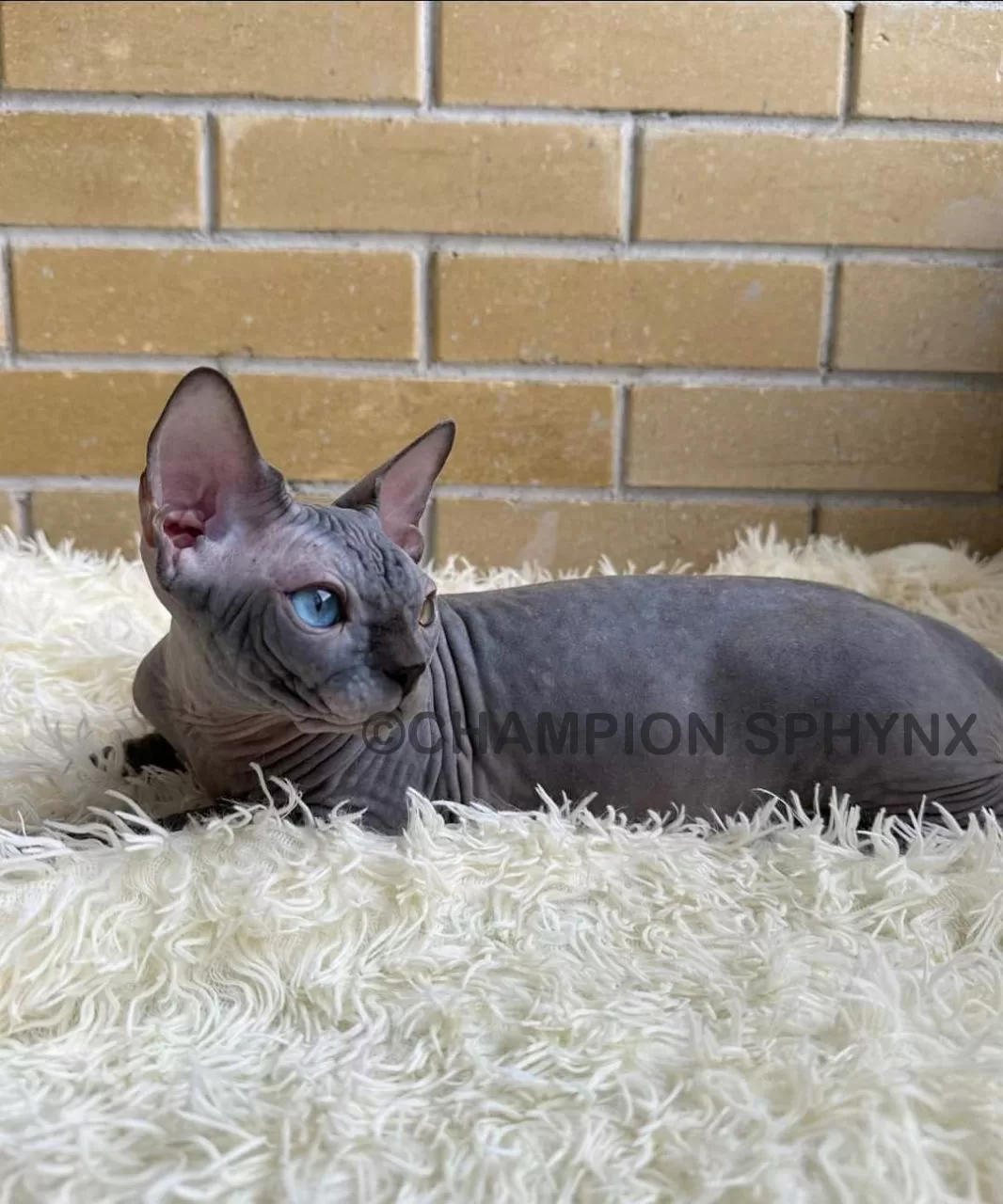 How Long Do Sphynx Cats Live? A Complete Lifespan Guide