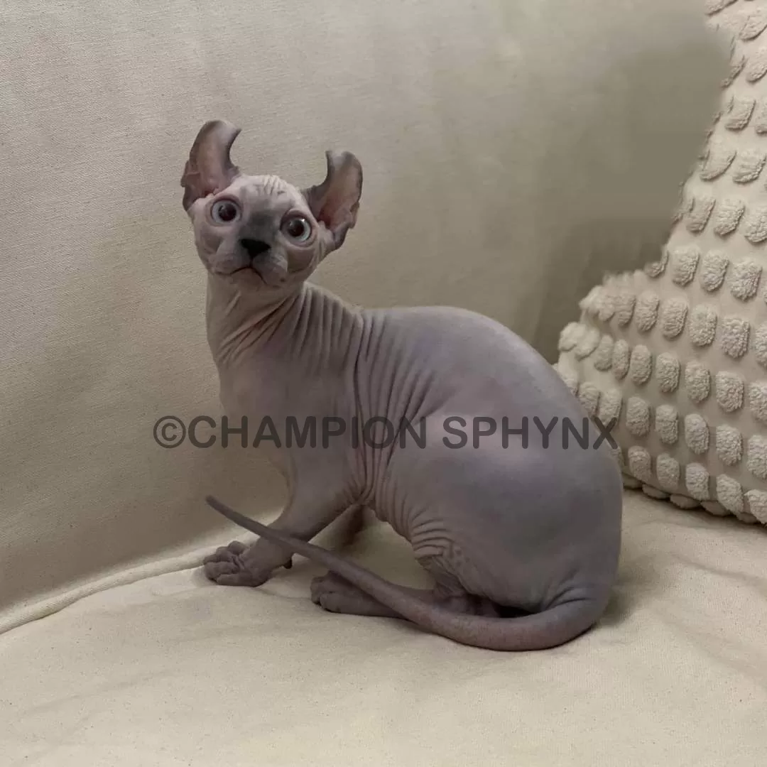 Sphynx Kittens for Sale in Florida – Find Your Perfect Hairless Companion
