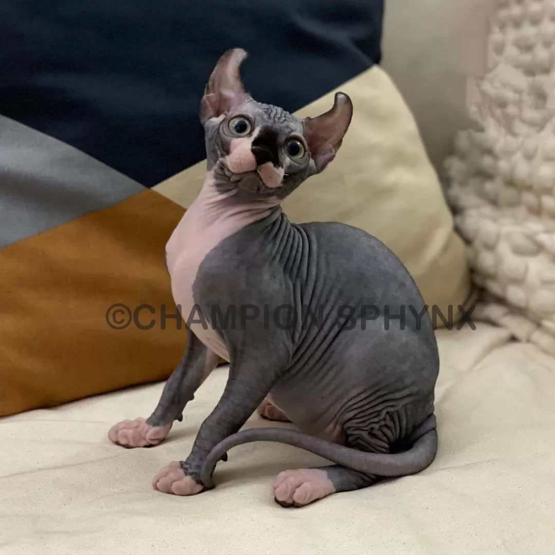 elf cat