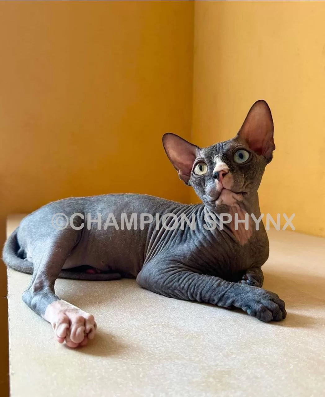 sphynx-cat-for-sale