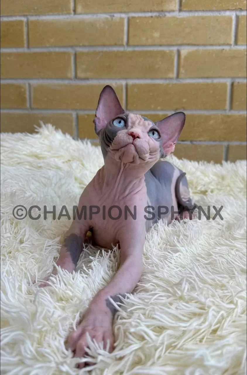 sphynx-cat-for-sale