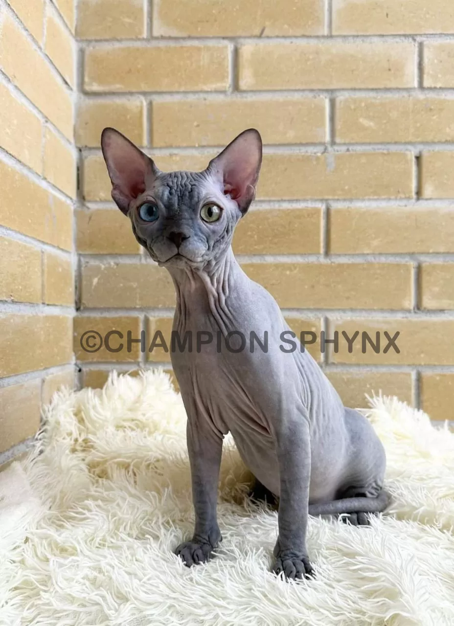 Can Sphynx Cats Live 20 Years? Maximizing Your Hairless Cat’s Lifespan