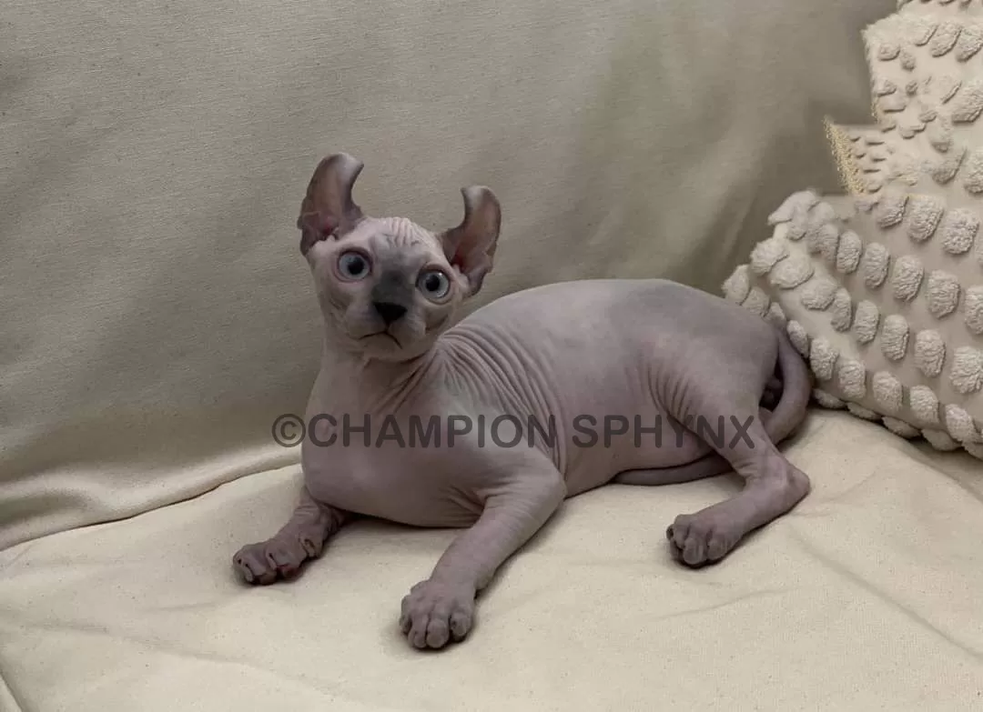 Finding the Best Hairless Cat Breeder Near Me in Florida