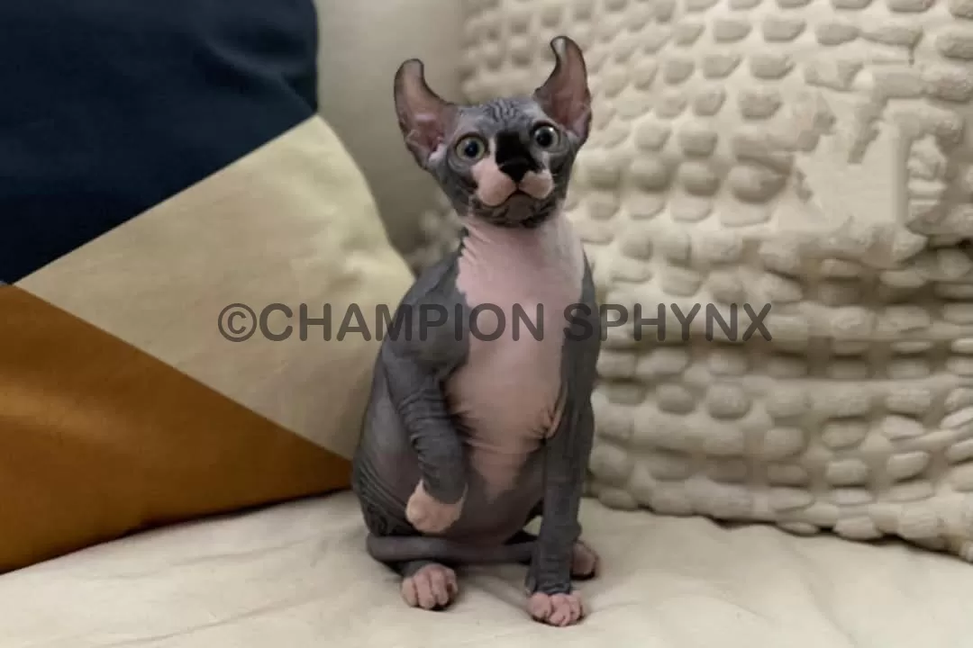 elf-cat-for-sale