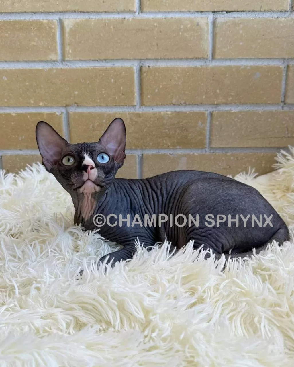 sphynx-cat-for-sale