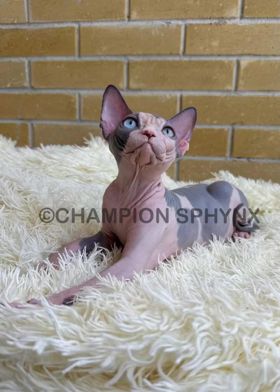 Sphynx Cat Price: How Much Does a Hairless Cat Cost in 2024?