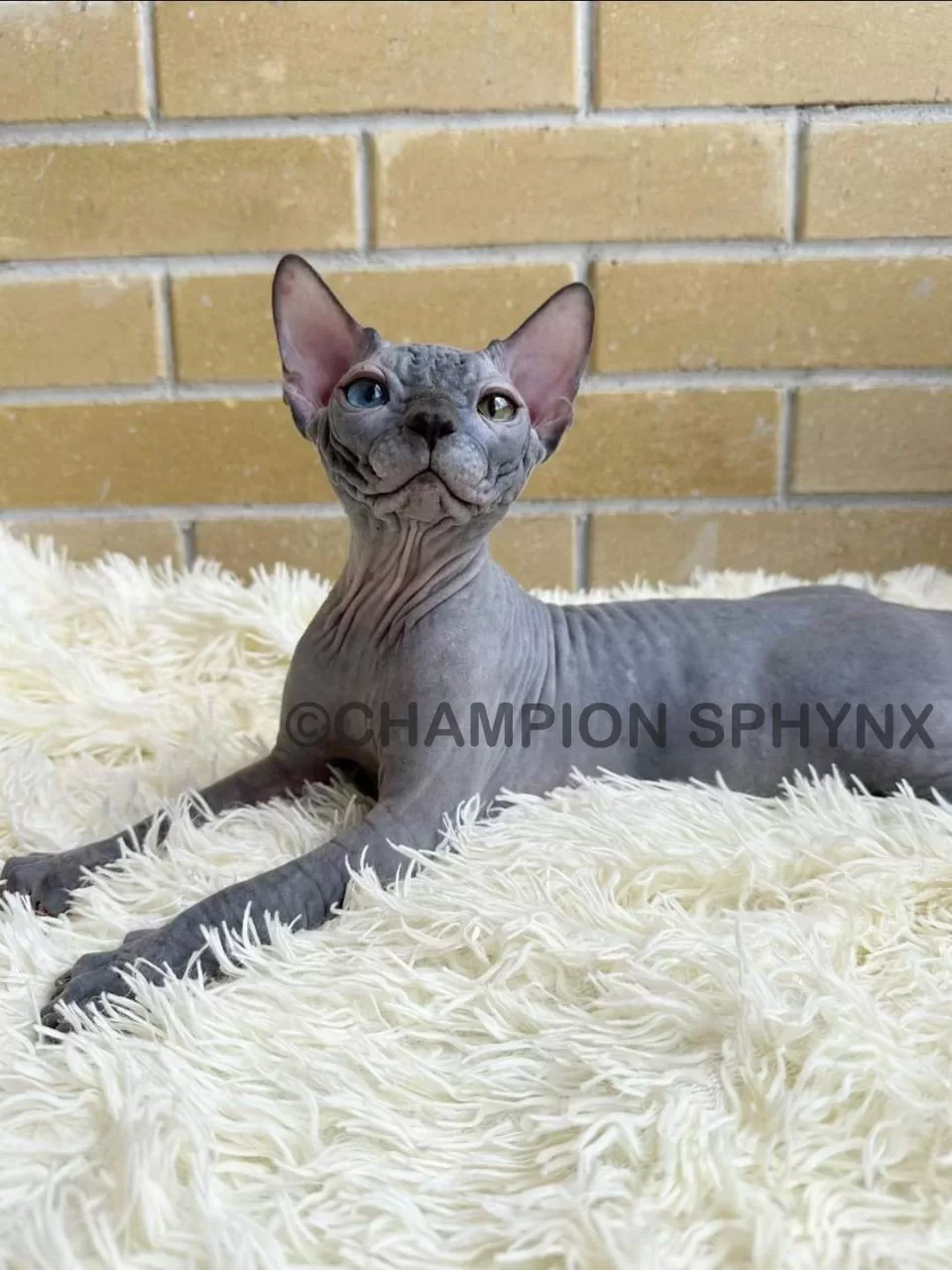 Male vs Female Sphynx Cats: Which Gender Lives Longer?