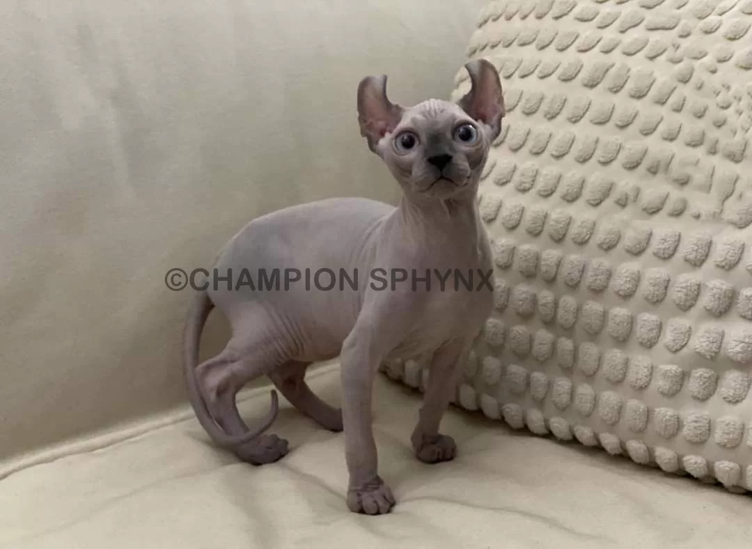 elf cat
